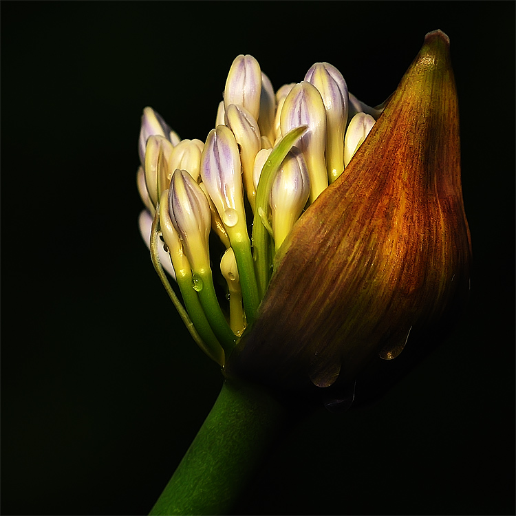 Knospe Sigma Macro 150mm/F2.8