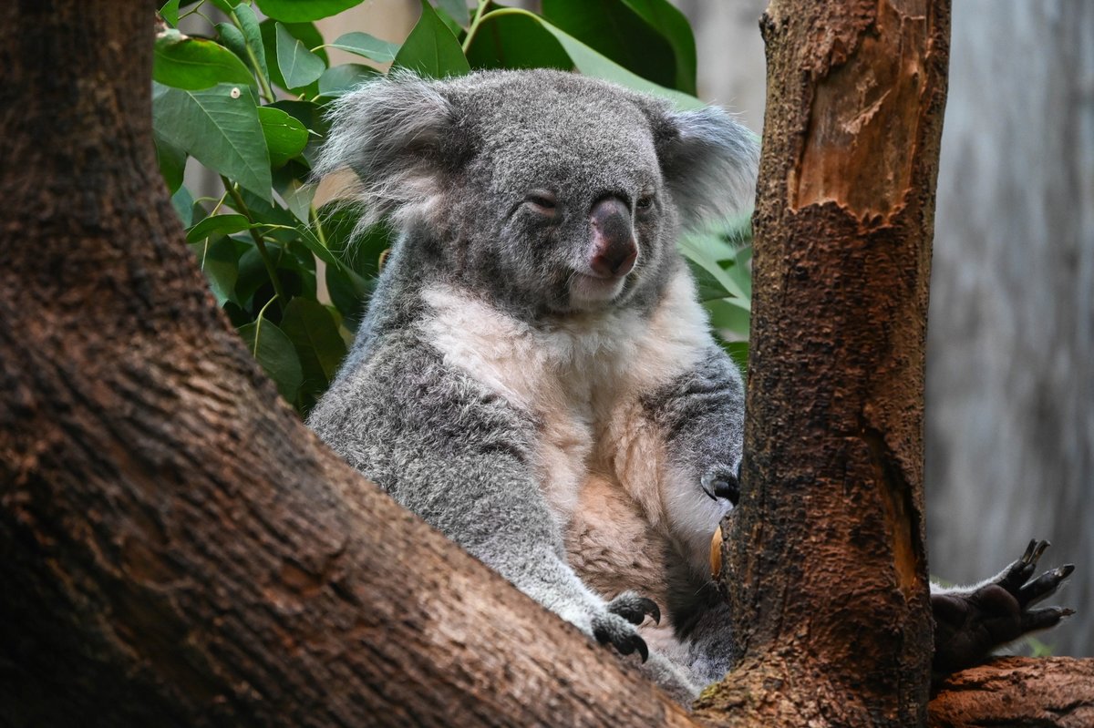 Koala 1.jpg