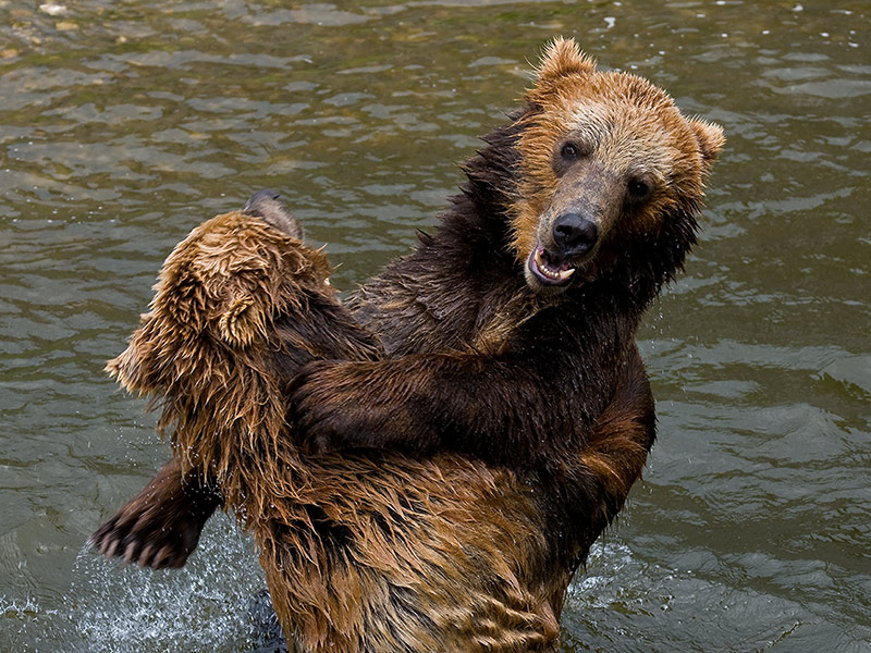 Kodiak 0081