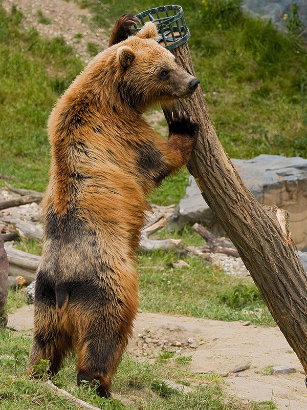 Kodiak 0274