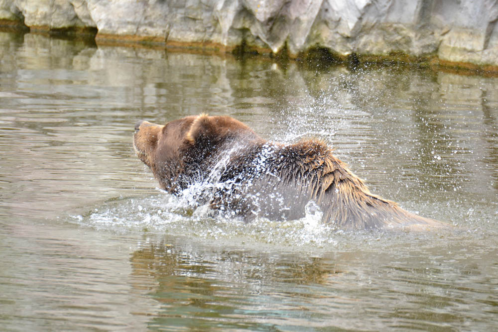 Kodiakbär