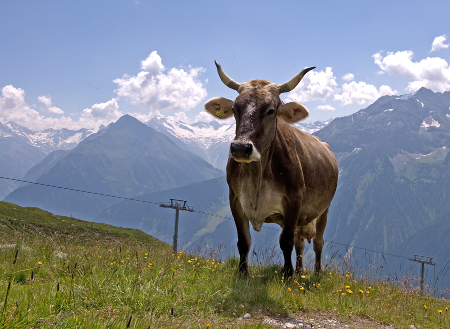 Koenigin der Berge