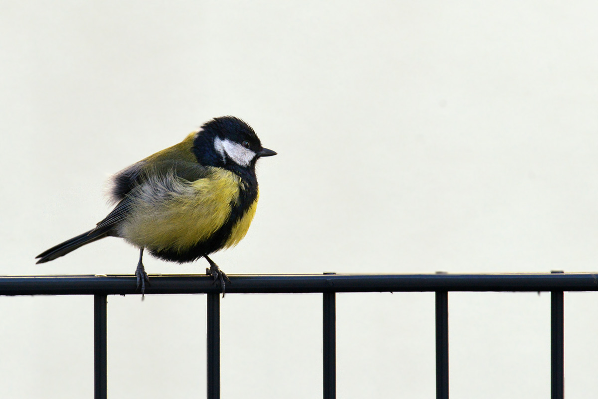 kohlmeise 1200