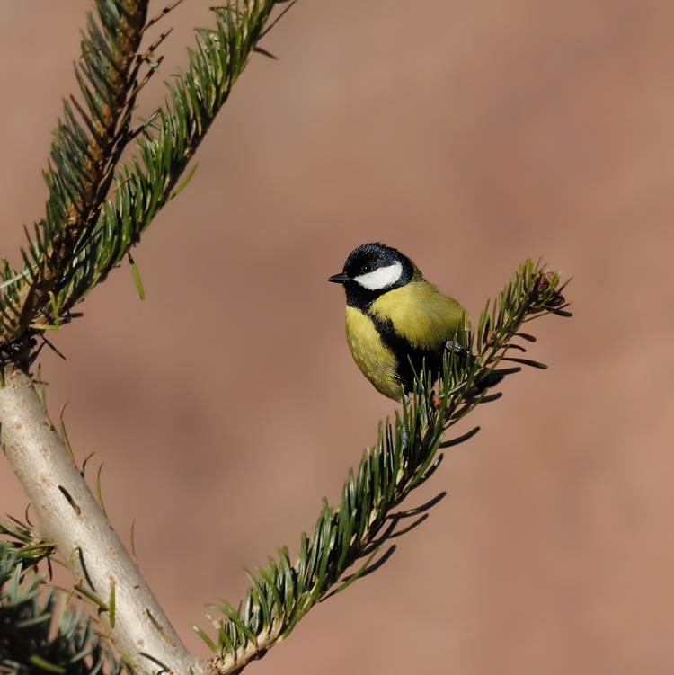 Kohlmeise
im
Tiergarten Nürnberg