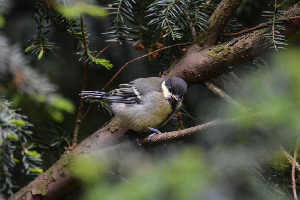 Kohlmeise Jungvogel 908