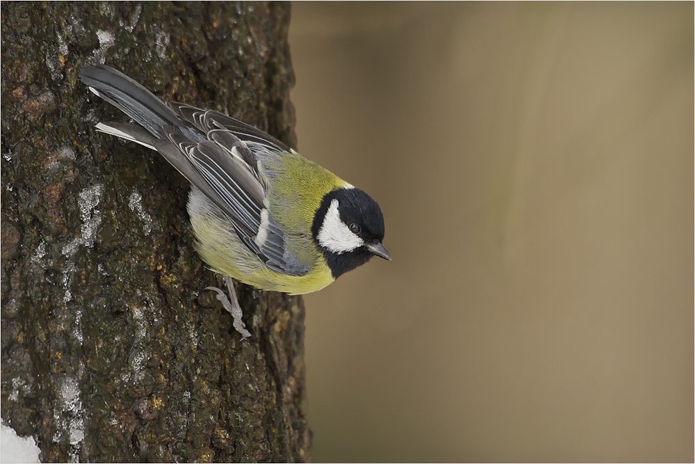 Kohlmeise (Parus major)