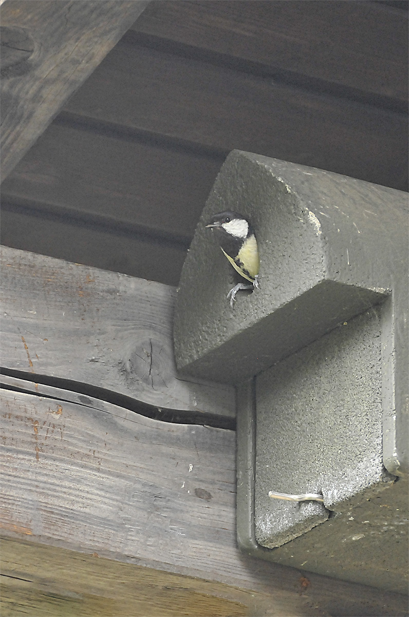 Kohlmeise_3006402Qxl.jpg