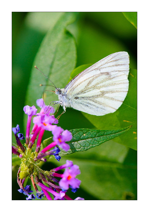 Kohlweißling (Pieris brassicae) 

Nikon D800, AF-S Micro-Nikkor f/2.8/ 105 mm, Nikon Speedlighte SB-910, Blende 1:8 bei 1/250 Sekunde.