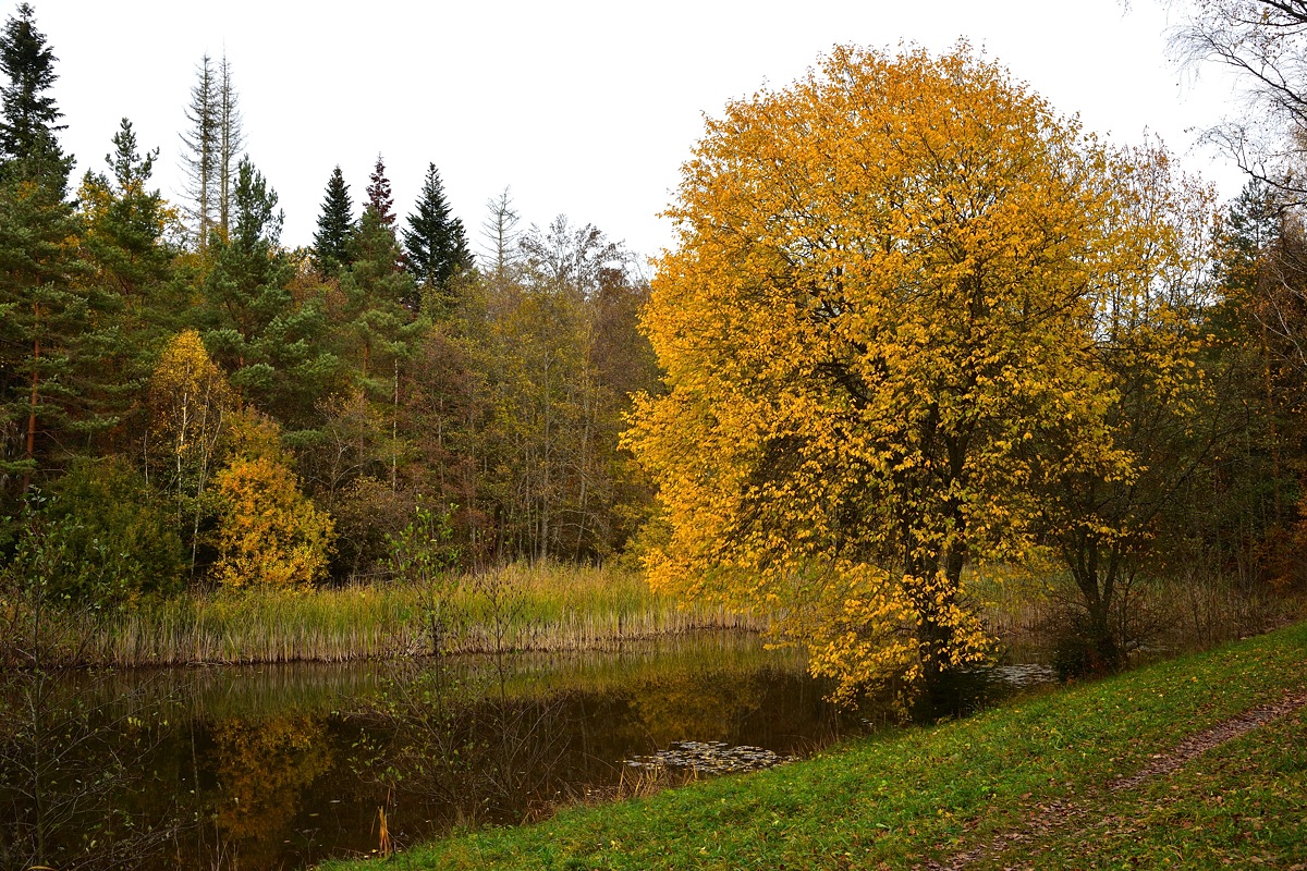 Kohlweiher 2018 24440