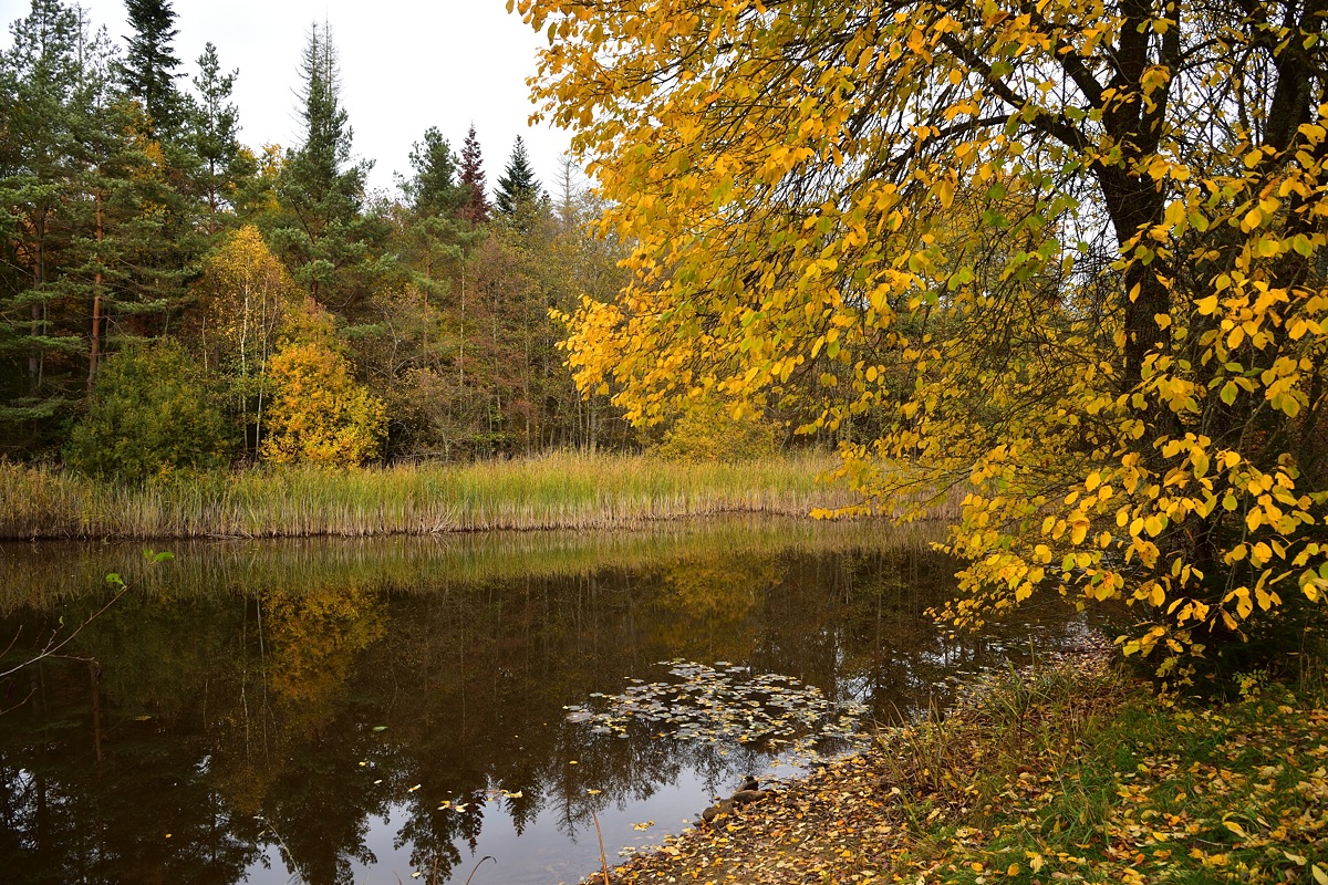 Kohlweiher 2018 24443