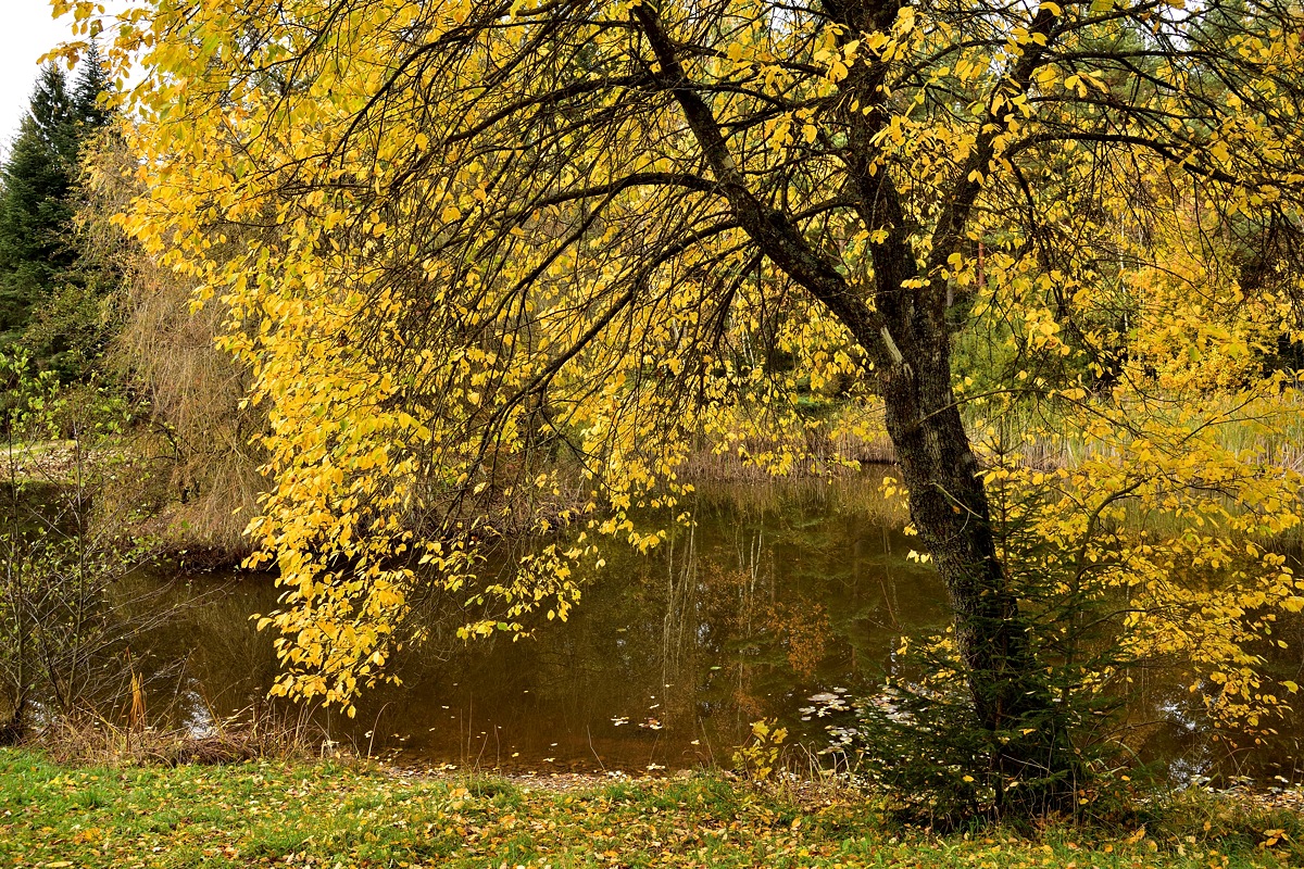 Kohlweiher 2018 24444
