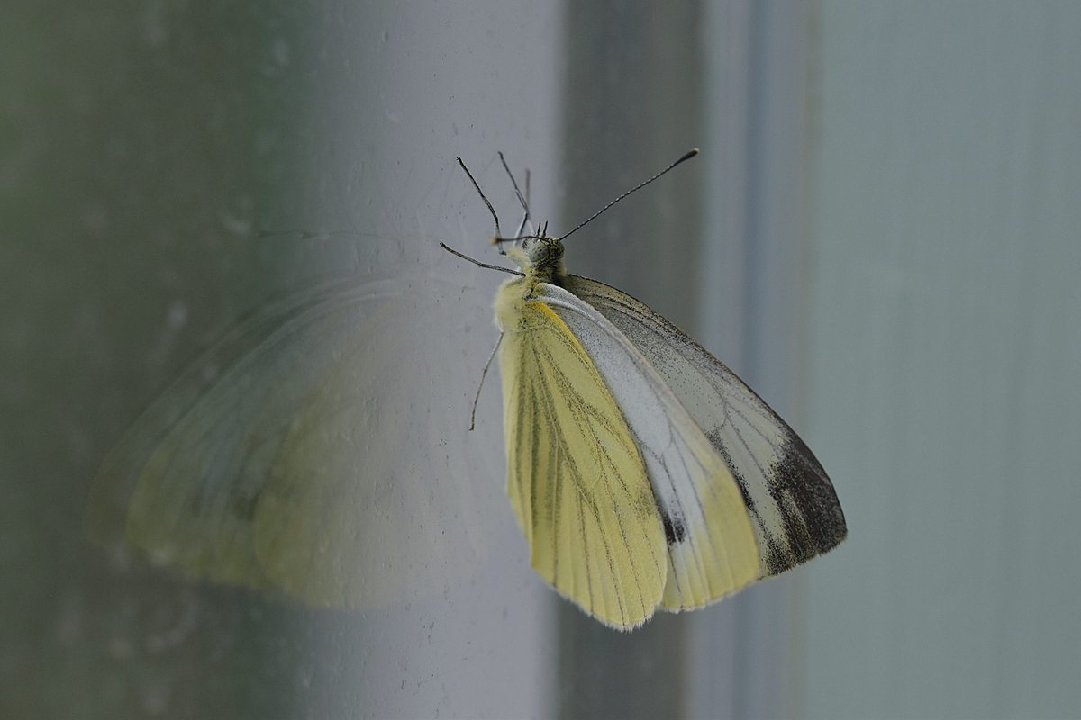 Kohlweissling am Fenster