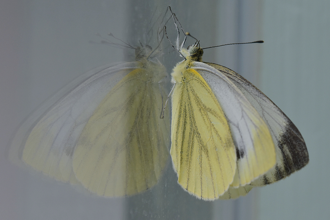 Kohlweissling am Fenster2