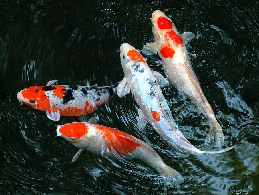 KOI 2