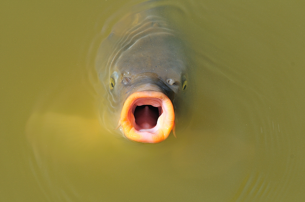 Koi George
