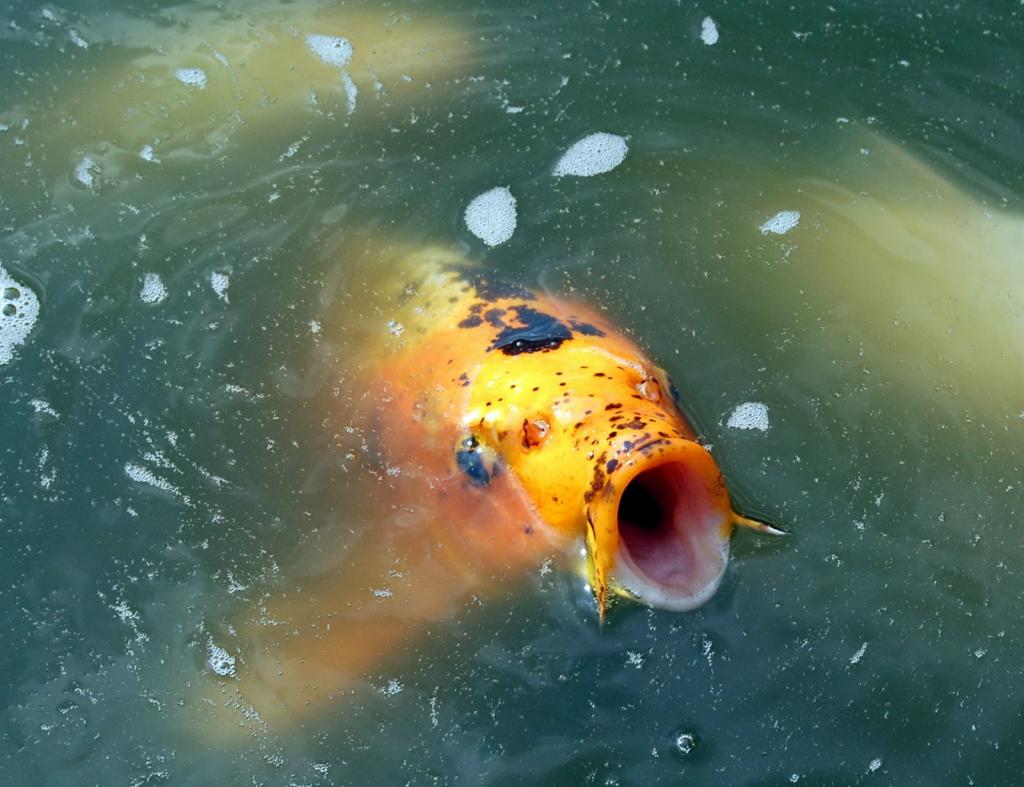 Koi Hugo