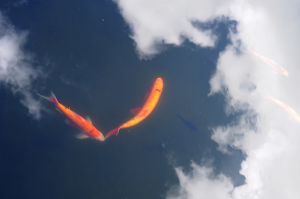 KOI/SKY 2
