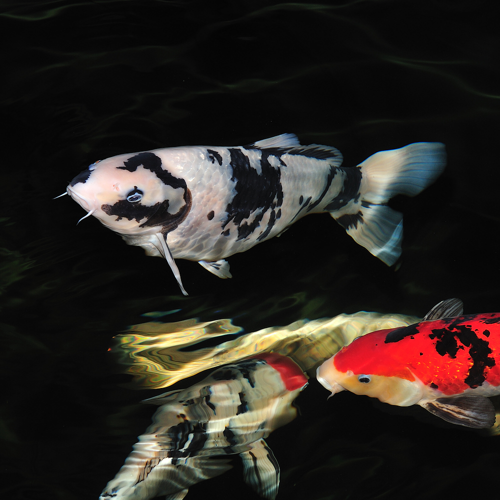 koi1