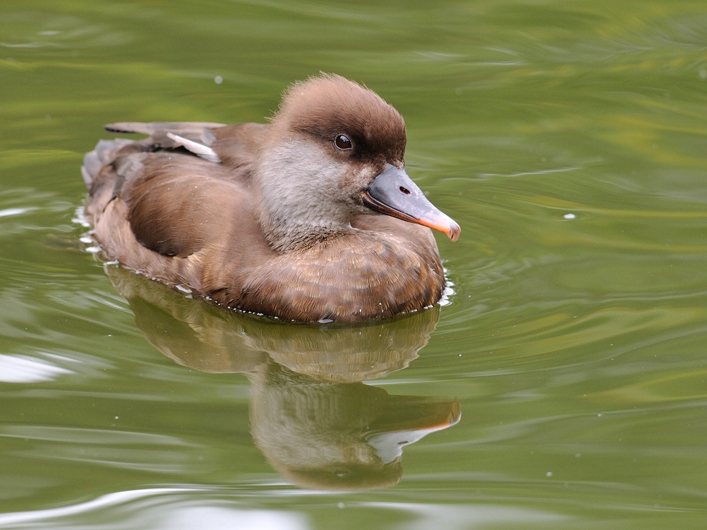Kolbenente ♀