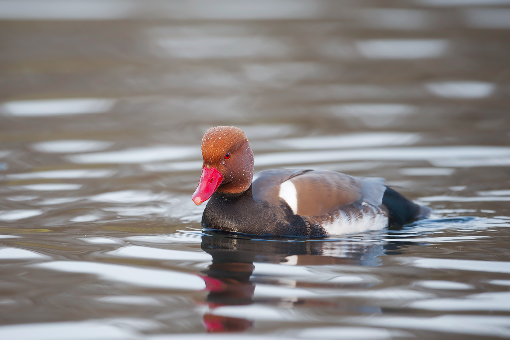 Kolbenente
am Dutzendteich
Nürnberg
