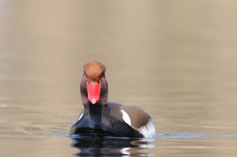 Kolbenente
Flachweiher
Dutzendteich Nürnberg