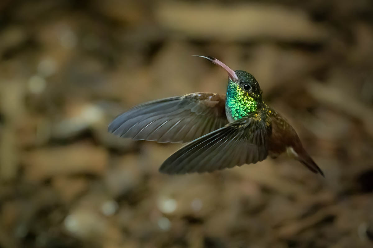 Kolibri
