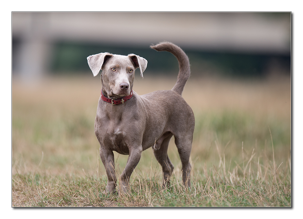 komischer hund