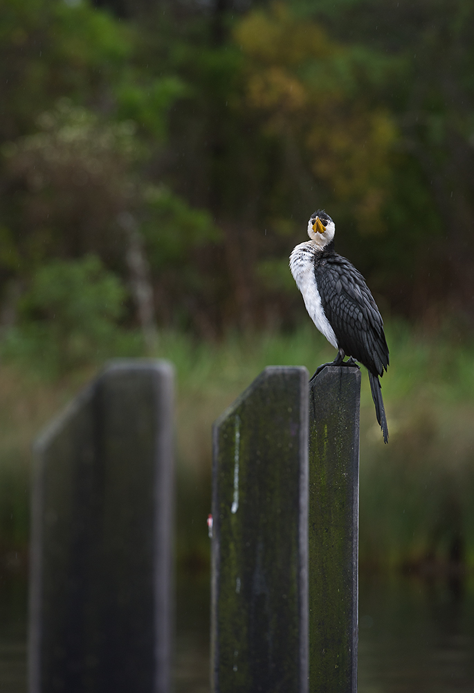 komischer Vogel