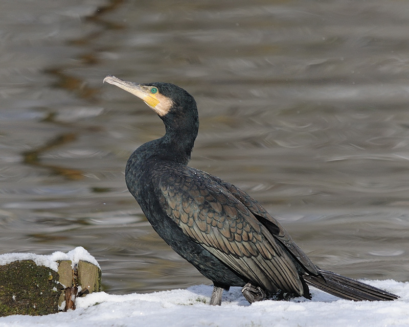 Komoran 1
Tiergarten Nürnberg