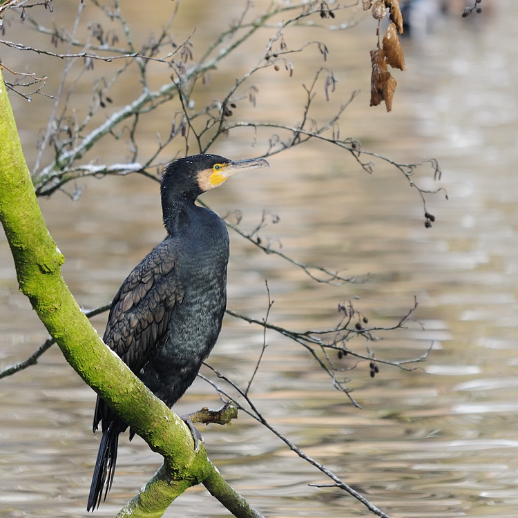 Komoran 3
Tiergarten Nürnberg