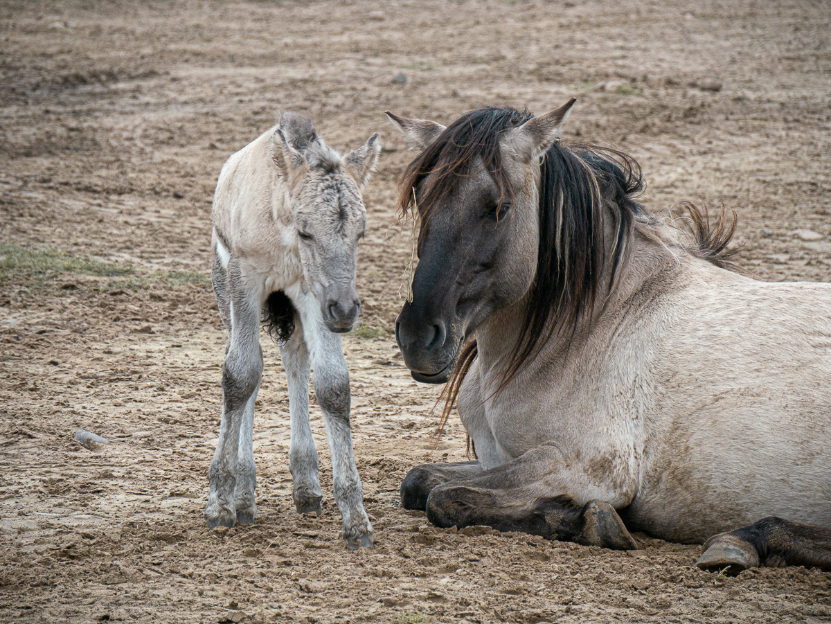 Koniks im Wildpark Schorfheide