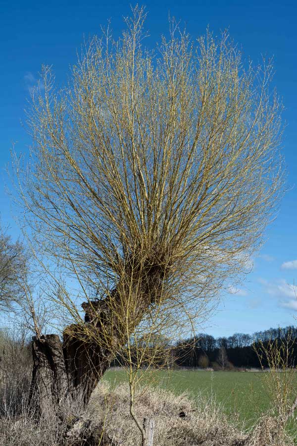 Kopfweide.jpg