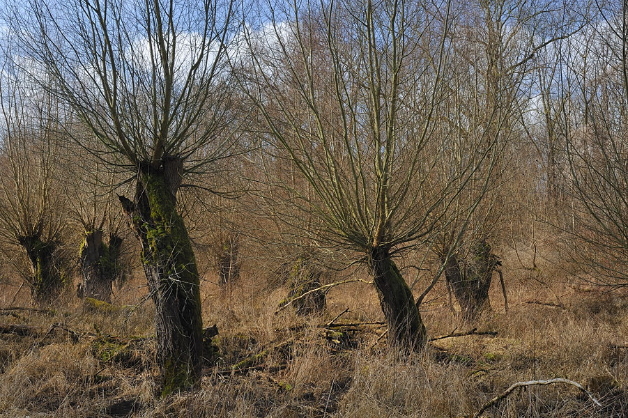 Kopfweiden am Kühkopf (Hessen)