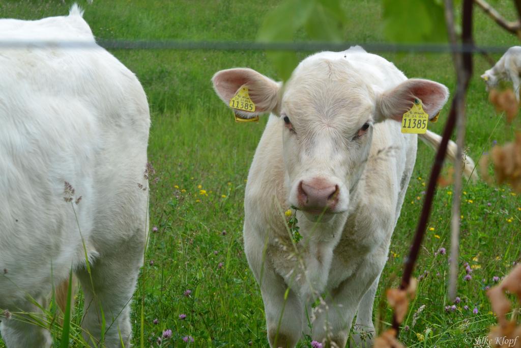 Kopie von DSC 0147