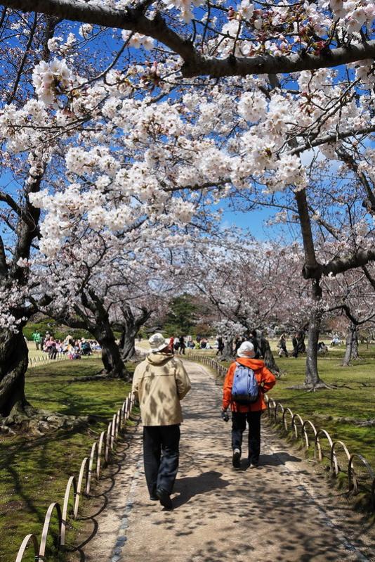 Korakuen no Sakura