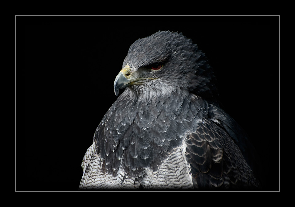 Kordillerenadler