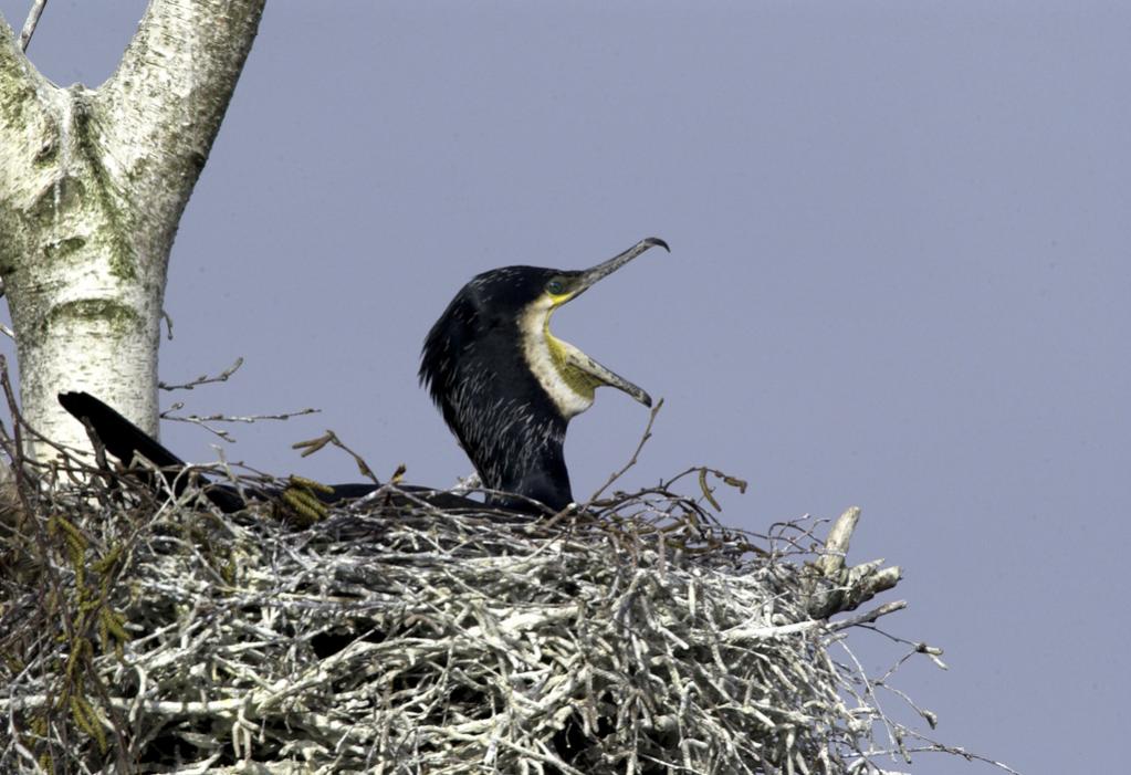 Kormoran 00