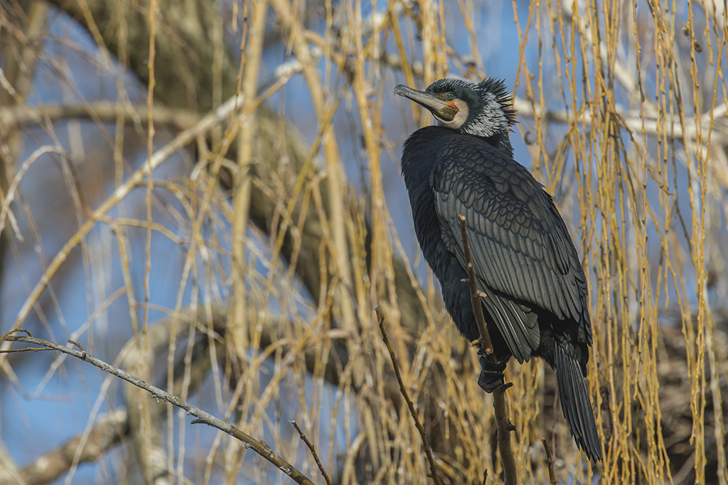 kormoran 01