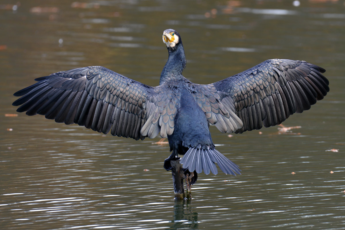 Kormoran 02 1200