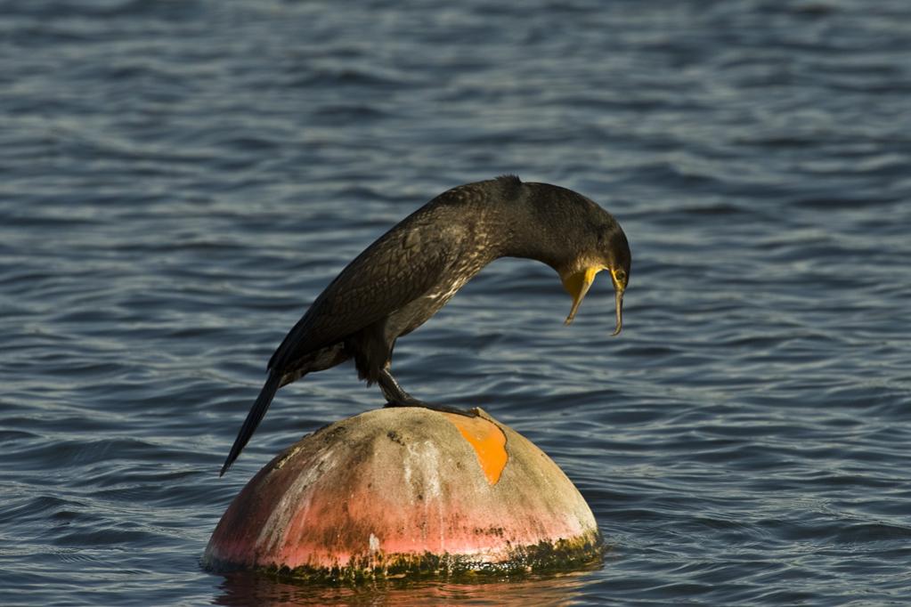 Kormoran 02