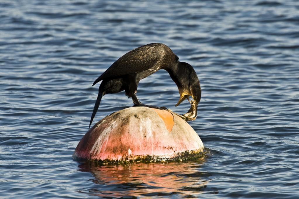 Kormoran 03