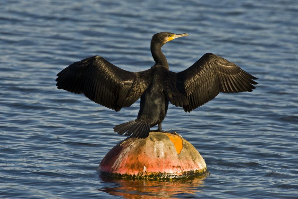Kormoran 06