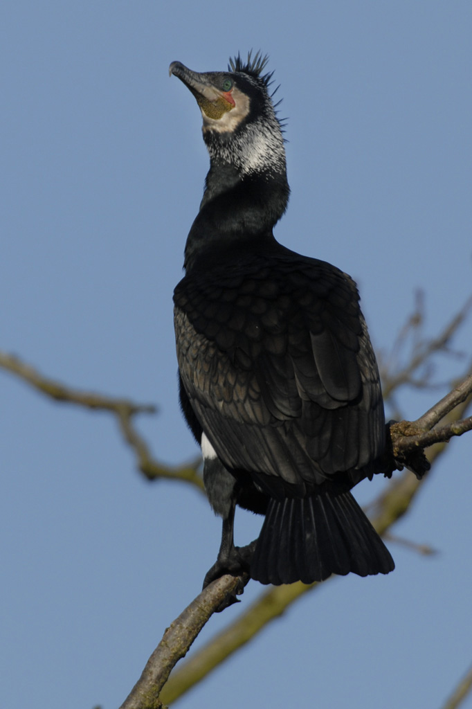 Kormoran 07