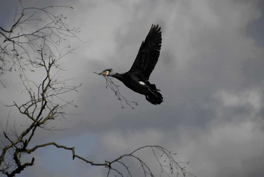 Kormoran 09