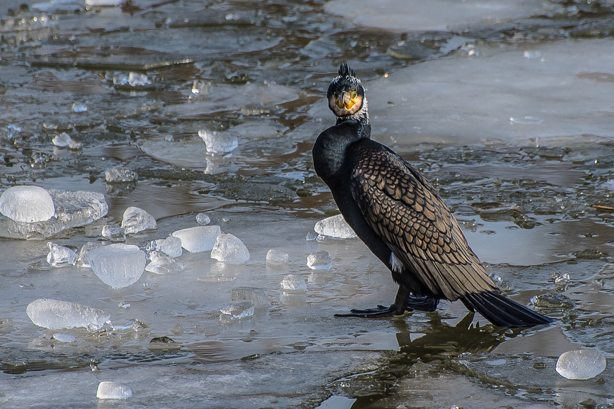 Kormoran 1 (1 von 1).JPG