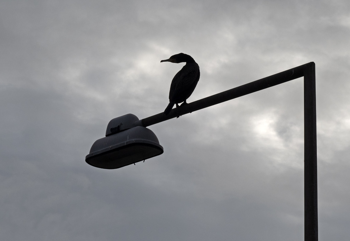 Kormoran 1.jpg