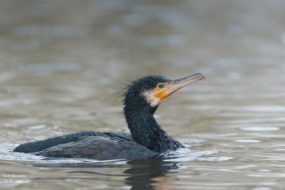 Kormoran 10B 1342 05. Januar 2011 001