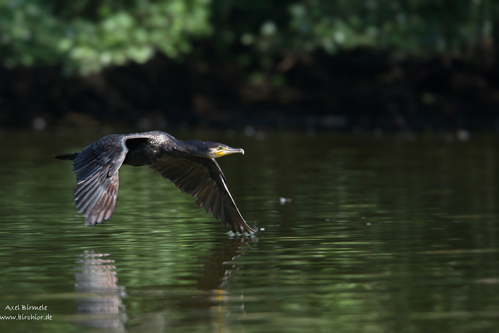 Kormoran  10B 2163 bearbeitet 2 12. September 2010 001