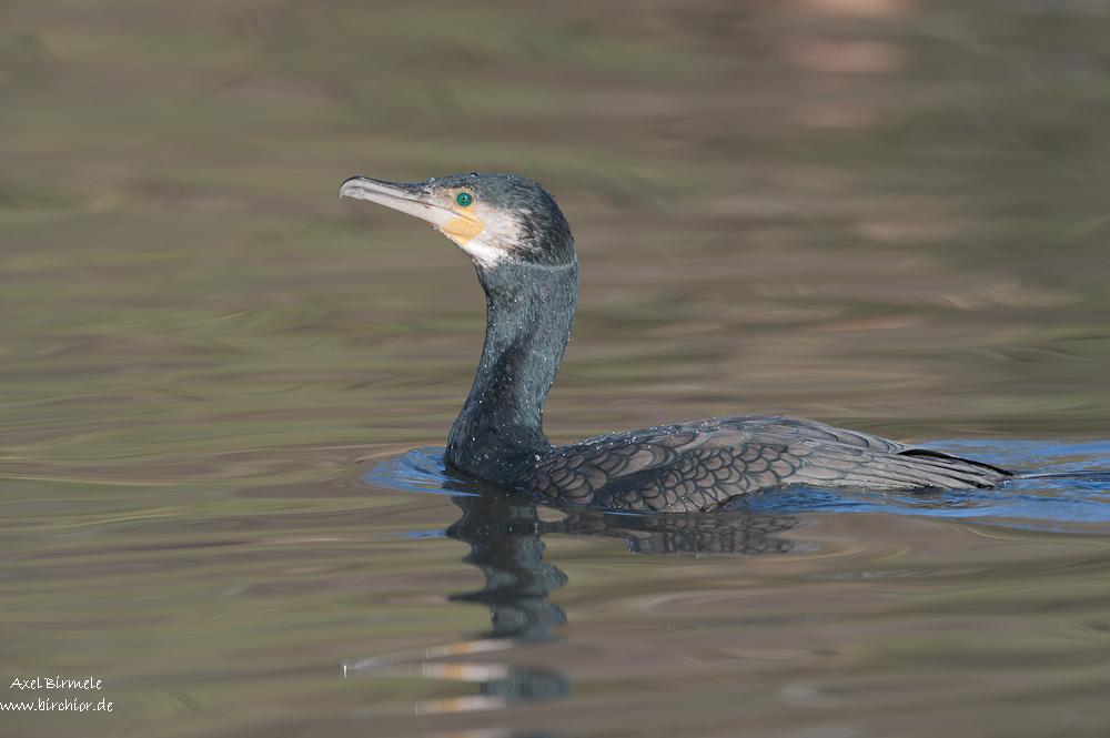 Kormoran 11B 1884 16. Januar 2011 001