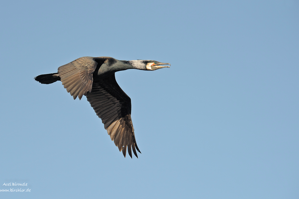 Kormoran  11B 7006 NX 02. April 2011 001
gezeigt in: "zeigt her eure Vögel"